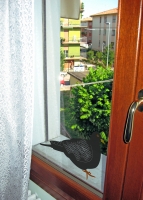 38_piccioneweb.jpg