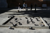 https://www.we-have-iuav.com/files/gimgs/th-68_68_pigeons-in-the-square.jpg